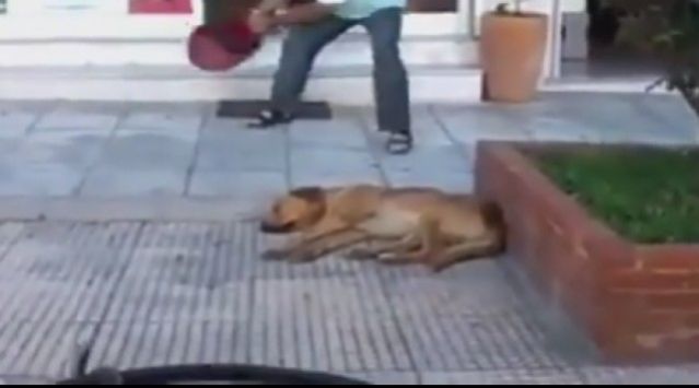 Παρέμβαση εισαγγελέα για τον φαρμακοποιό που καταβρέχει σκύλο με κουβά
