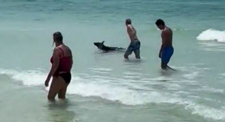 ΗΠΑ: Αρκούδα βούτηξε στη θάλασσα στη Φλόριντα