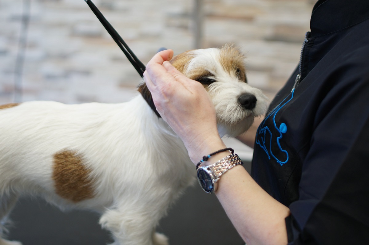 Anna's Pet Grooming Ένας νέος χώρος καλλωπισμού για τα τετράποδα μέλη