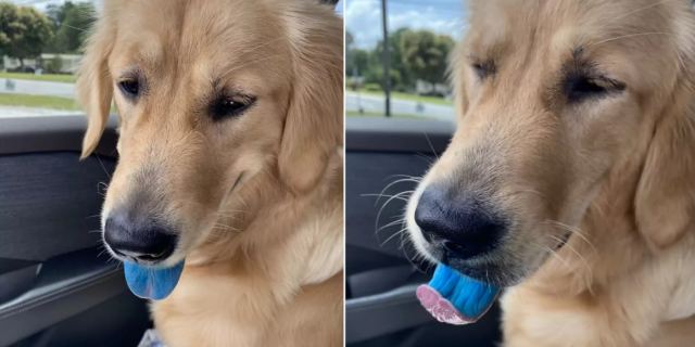 Viral η... μπλε γλώσσα ενός σκύλου στις ΗΠΑ - Όλοι ψάχνουν να βρουν τι του συνέβη (ΦΩΤΟ)