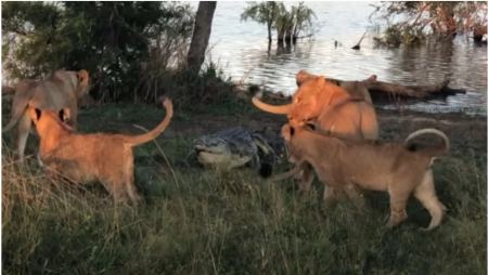 Η τρομακτική μάχη ενός κροκόδειλου με 5 λιοντάρια (vid)