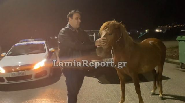 Λαμία: Κυνηγούσαν το άλογο μέσα στην πόλη - ΒΙΝΤΕΟ
