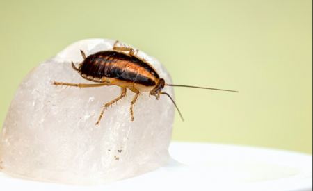 Εταιρεία δίνει 2.000 δολάρια για να «φιλοξενήσετε» 100 κατσαρίδες στο σπίτι σας