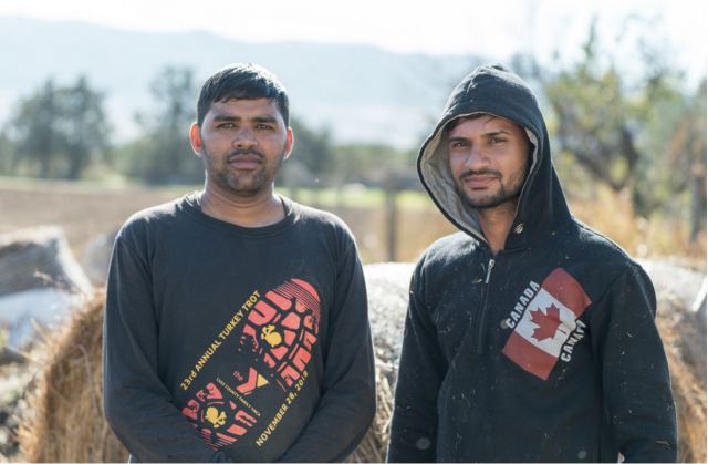 Ινδοί αγρότες έγιναν κτηνοτρόφοι σε μονάδα της Χαλκιδικής - «Μας χαμογέλασε η τύχη»