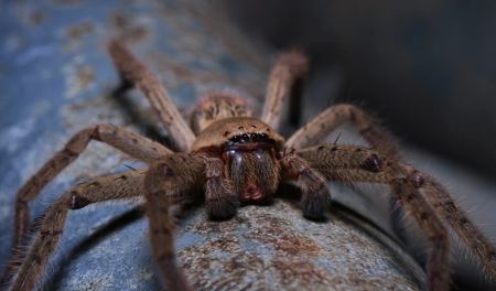 Αυτή είναι η πιο μεγάλη και πιο τρομακτική αράχνη στον κόσμο - Ταξίδεψε σε κοντέινερ για 8.046 χιλιόμετρα