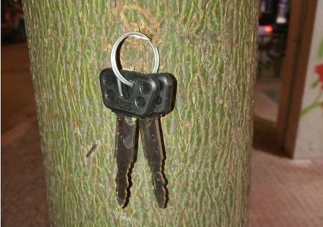 Τα κλειδιά σας περιμένουν στο δέντρο...