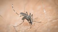 Υποφέρει από κουνούπια η Λαμία - Που γίνονται ψεκασμοί