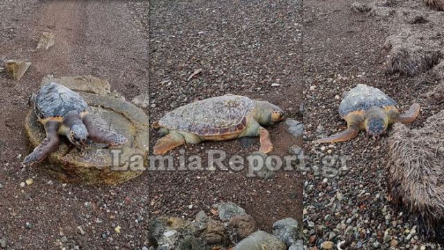 Τρεις νεκρές καρέτα - καρέτα ξεβράστηκαν στις ακτές της Φθιώτιδας
