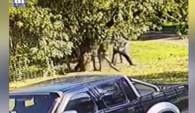 Απίστευτο βίντεο: Καγκουρό πήρε στο κυνήγι άνδρα και τού επιτέθηκε - Πάλη μέχρι τελικής πτώσης