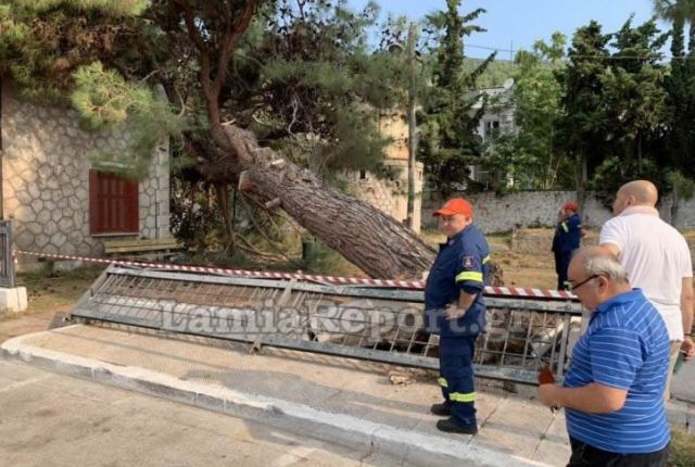 Στυλίδα: Έπεσε τεράστιο δέντρο στο σταθμό του τρένου - Δείτε εικόνες