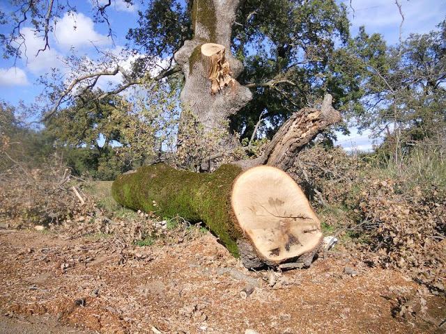Κορμός δέντρου καταπλάκωσε 23χρονο παλικάρι