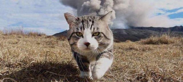 Η πιο φωτογενής γάτα του κόσμου που λατρεύει τις πόζες (pics)
