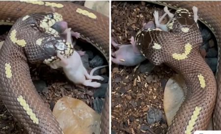 Απίστευτο βίντεο με δικέφαλο φίδι την ώρα που καταβροχθίζει δύο ποντίκια