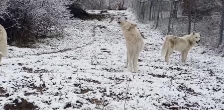 Η κραυγή - κάλεσμα των λύκων στα πρώτα χιόνια - Το εντυπωσιακό βίντεο του Αρκτούρου