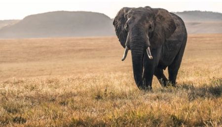Ελέφαντας πάτησε μέχρι θανάτου μια γυναίκα και εμφανίστηκε στην κηδεία της για να την ξαναπατήσει