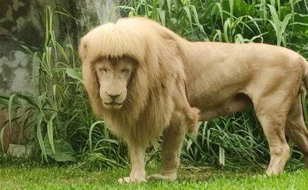Viral το λιοντάρι με τη χαίτη - «καπελάκι»: «Σαν τον Μπρους Λι» - Επικρίσεις στους φροντιστές του