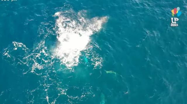 Ευβοϊκός: Δελφίνια κυνηγούν και αποδεκατίζουν ένα κοπάδι από σαρδέλες - ΒΙΝΤΕΟ