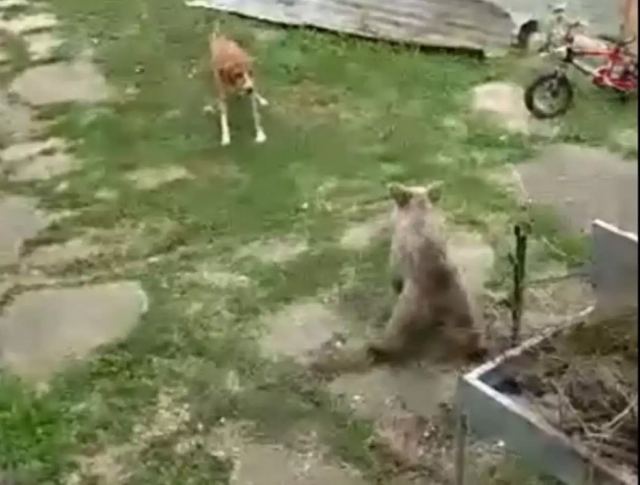 Αρκουδάκι μπήκε σε αυλή σπιτιού στην Κοζάνη – Πώς αντέδρασε ο σκύλος (video)