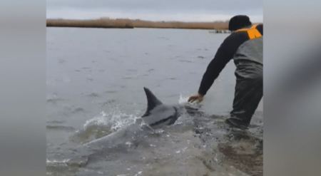 Έβρος: Αστυνομικοί βοήθησαν δελφίνι που είχε αποπροσανατολιστεί