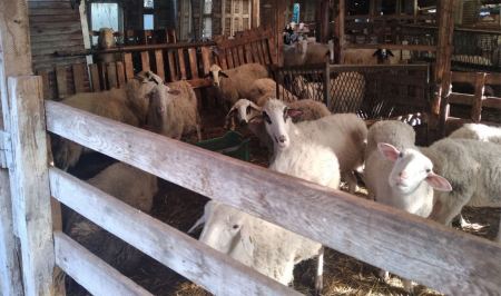 Αδέσποτα σκυλιά επιτέθηκαν σε στάνη με πρόβατα στην περιοχή της Λαμίας