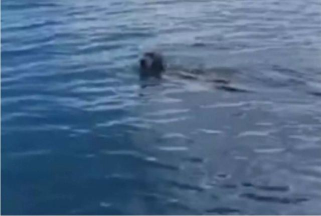 Μύκονος: Βγήκαν για ψάρεμα και είδαν στα βαθιά έναν εξαντλημένο σκύλο! Δείτε το βίντεο