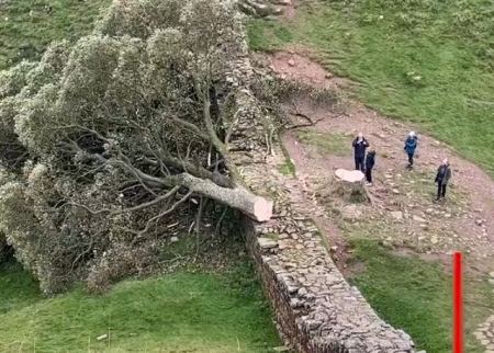 Βρετανία: Βάνδαλοι έκοψαν το εμβληματικό “δένδρο του Ρομπέν των Δασών”