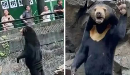 Κίνα: Οι περιέργες αρκούδες που έχουν γίνει viral - O ζωολογικός κήπος διαψεύδει πως είναι... άνθρωποι με στολή
