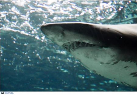 Αργεντινή: Ήταν αγνοούμενος και βρέθηκε στο στομάχι ενός καρχαρία – Αναγνωρίστηκε από το τατουάζ