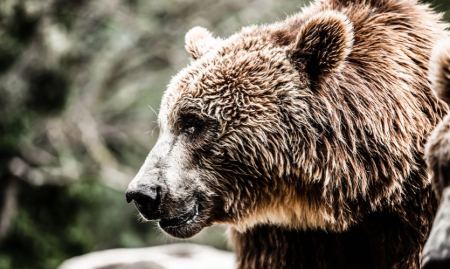 Νεκρή από σφαίρες αρκούδα στην περιοχή Βροντερό Πρέσπας