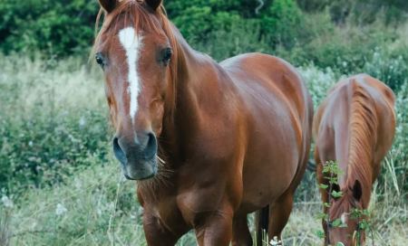 Ελεύθερος υπό όρους ο ιδιοκτήτης του αλόγου που ξεψύχησε σε δρόμο στην Κέρκυρα