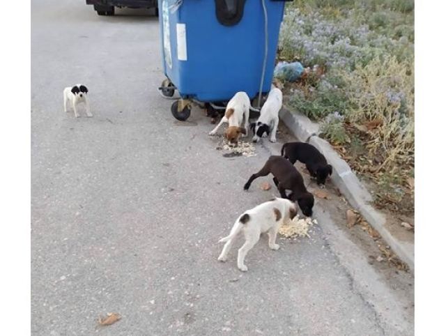 Πάνω από 15 αδέσποτα σκυλάκια βρίσκονται στο δρόμο χωρίς φαγητό και νερό