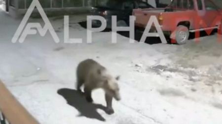 Καστοριά: Βίντεο με αρκούδα να κόβει βόλτες σε γειτονιά έξω από σπίτια
