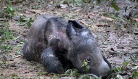 Γεννήθηκε σπάνιος θηλυκός ρινόκερος της Σουμάτρας