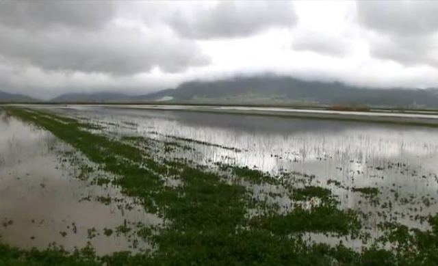 Καταστροφές καλλιεργειών στην πρώην λίμνη Ξυνιάδας