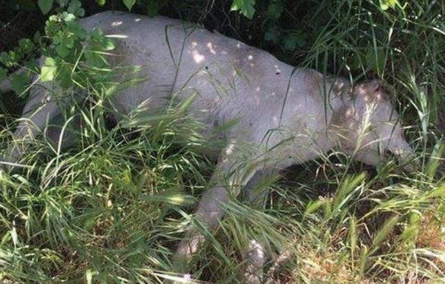 Δολοφόνησαν πάνω από 20 σκυλιά με φόλες στη Τιθορέα - Σκληρές Εικόνες