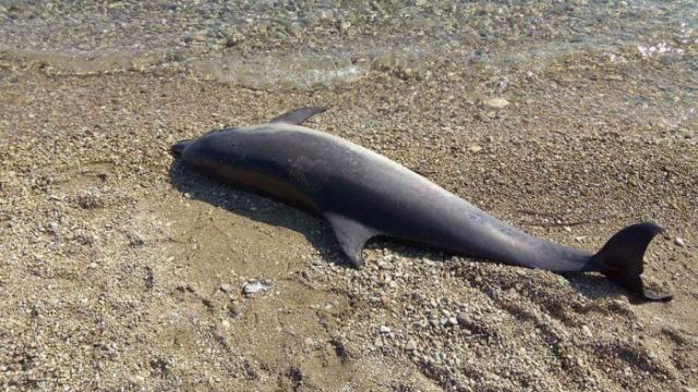 Νεκρό δελφίνι ξεβράστηκε στο Αχίλλειο