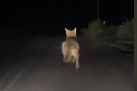 Εξοργιστικό βίντεο – Λύκος τρέχει πανικόβλητος να σωθεί από… νεαρούς που τον καταδιώκουν με αυτοκίνητο