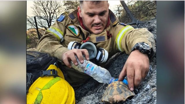 Άκης Μπαρδάκης: Ο πυροσβέστης που έδωσε νερό στη χελώνα συγκινεί όλη την Ευρώπη - Τι λέει σε συνέντευξή του