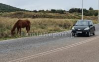 Λαμία: Άλογο δίπλα στα αυτοκίνητα - Δείτε εικόνες