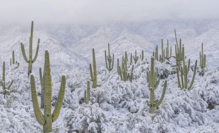 Σπάνια εικόνα: Χιόνι στην έρημο Σονόραν, την πιο θερμή στη βόρεια Αμερική