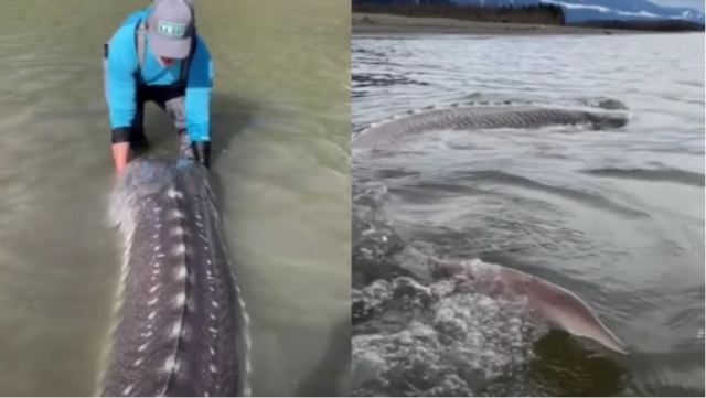 Καναδός έπιασε ψάρι… δεινόσαυρο μήκους 3,5 μέτρων