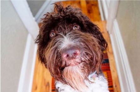 ΗΠΑ: Σκύλος έφαγε 4.000 δολάρια σε χαρτονομίσματα - Πώς κατάφεραν οι ιδιοκτήτες του να πάρουν πίσω μέρος των χρημάτων