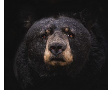 Αρκούδα μύρισε φυστικοβούτυρο και κάθισε χαλαρά για… πικνίκ με μια σοκαρισμένη οικογένεια [Βίντεο]