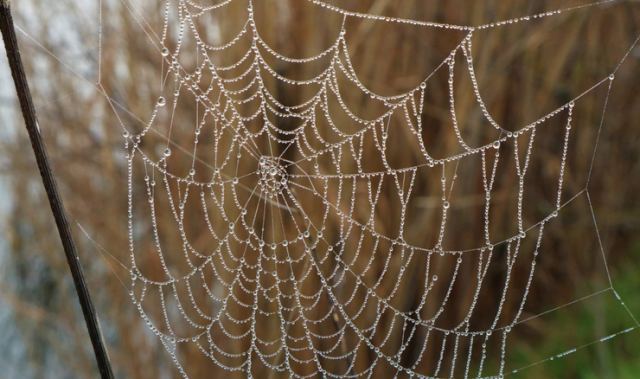 Υφαντά από αράχνες στην πρωινή δροσιά της Λάρισας (ΦΩΤΟ)