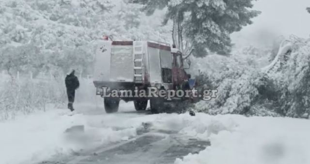Ο χιονιάς έριξε δέντρο στο δρόμο προς Θεολόγο Φθιώτιδας - ΒΙΝΤΕΟ
