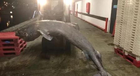 Εξαιρετικά σπάνιος καρχαρίας της Γροιλανδίας ξεβράστηκε στη Βρετανία - Μυστήριο με το άδειο στομάχι του