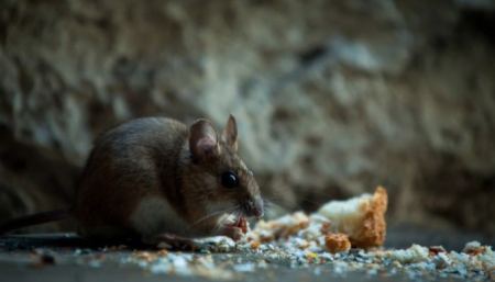 Η Νέα Ζηλανδία σκοπεύει να εξαλείψει τα ποντίκια και τους αρουραίους έως το 2050