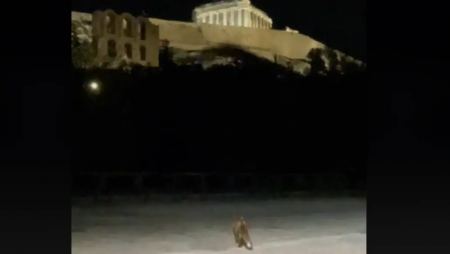 Αλεπού βγήκε βόλτα στην Ακρόπολη - Δείτε βίντεο
