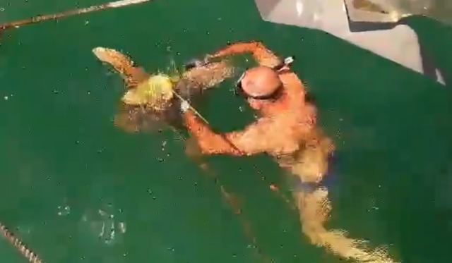 Βίντεο με τη διάσωση θαλάσσιας χελώνας που είχε μπλεχτεί σε ρεμέτζο σκάφους
