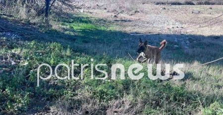 Στο Πλουτοχώρι Ηλείας ο Echo και δύο ακόμη σκύλοι έρευνας και διάσωσης (photos)